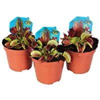 Trio de Plantas Carnívoras Venus Atrapamoscas Dionaea Muscipula Pack de 3 Unidades
